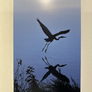 Nature & Animals