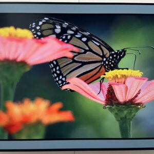 Monarch in the Zinnias